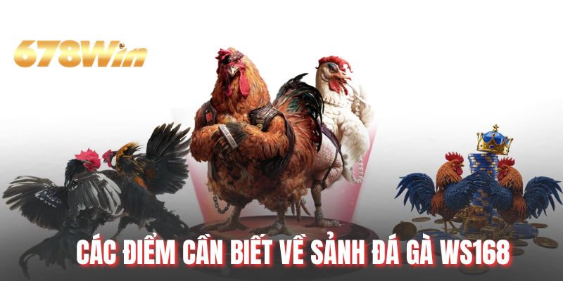 Các điểm cần biết về sảnh đá gà WS168