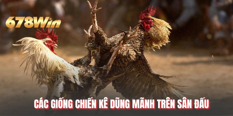 Các giống chiến kê dũng mãnh trên sân đấu