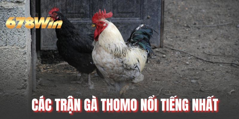 Các Trận Gà Thomo Nổi Tiếng Nhất Với Chiến Kê Hàng Tuyển