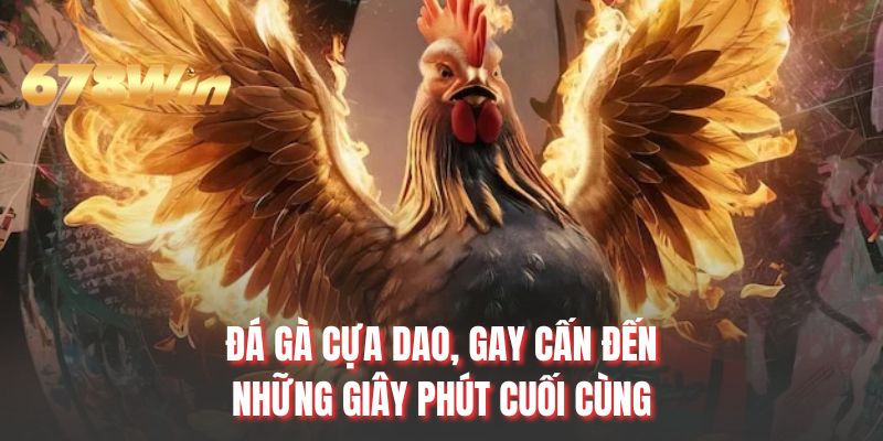 Đá gà cựa dao, gay cấn đến những giây phút cuối cùng