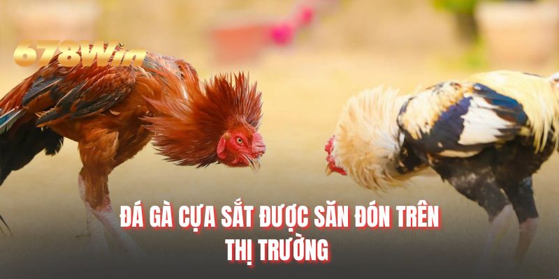 Đá gà cựa sắt được săn đón trên thị trường
