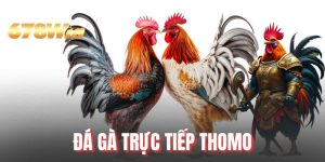 Đá Gà Trực Tiếp Thomo Tại 678WIN Đỉnh Cao Giải Trí