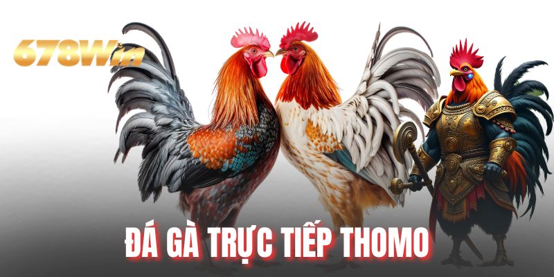 Đá Gà Trực Tiếp Thomo Tại 678WIN Đỉnh Cao Giải Trí