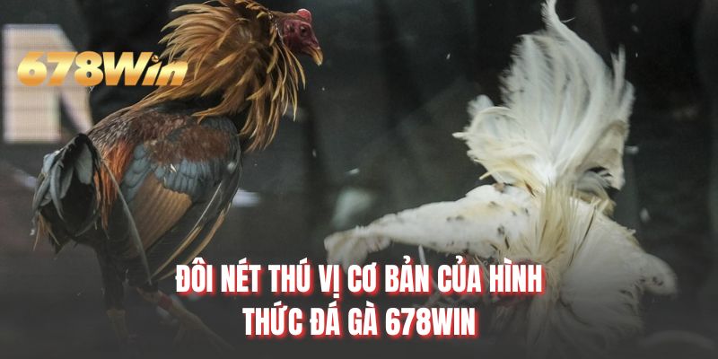 Đôi nét thú vị cơ bản của hình thức đá gà 678WIN
