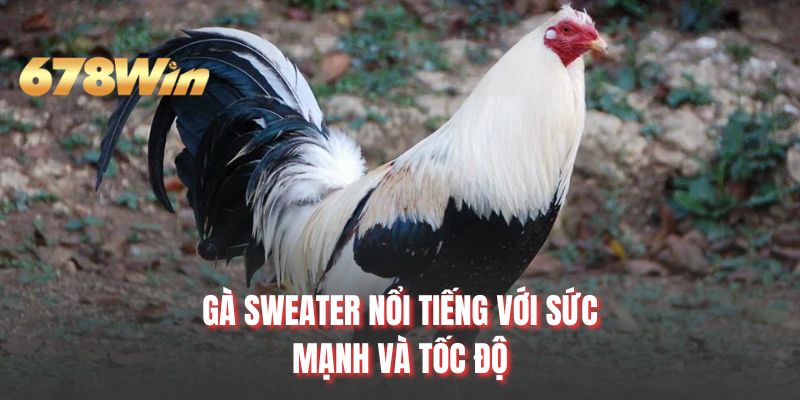 Gà Sweater nổi tiếng với sức mạnh và tốc độ