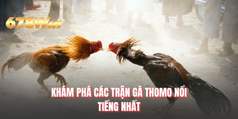 Khám phá các trận gà thomo nổi tiếng nhất