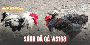 Sảnh Đá Gà WS168 - Đấu Trường Kê Chiến Uy Tín 2026