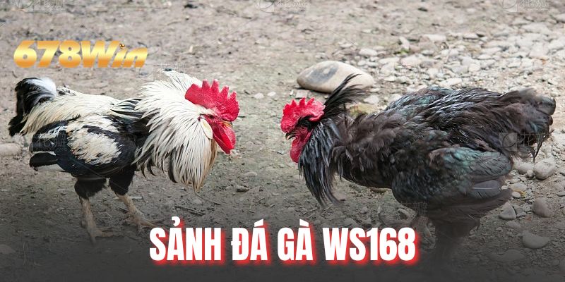 Sảnh Đá Gà WS168 - Đấu Trường Kê Chiến Uy Tín 2026