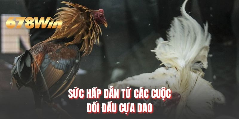 Sức hấp dẫn từ các cuộc đối đầu cựa dao