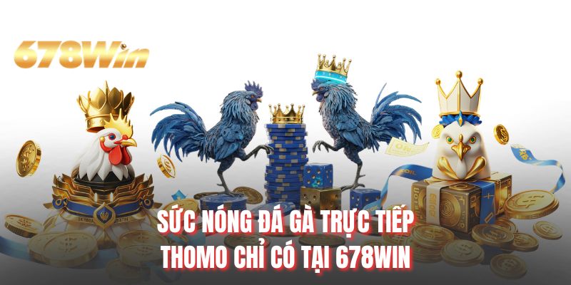 Sức nóng đá gà trực tiếp Thomo chỉ có tại 678WIN