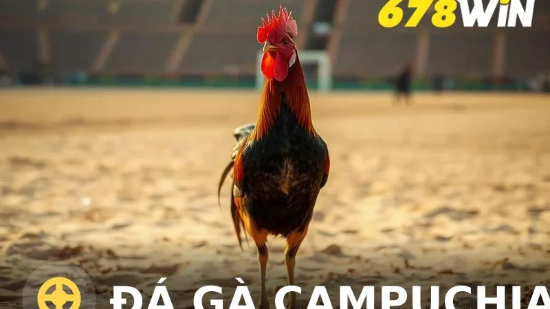 Đá Gà Campuchia: Cẩm Nang Cá Cược Từ A-Z Cho Người Chơi 2025