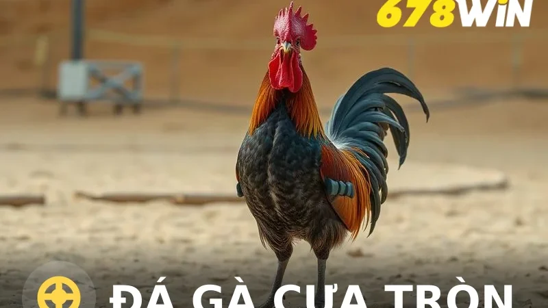 Đá Gà Cựa Tròn - Kinh Nghiệm Soi Kèo Và Cách Chơi Tại 678win