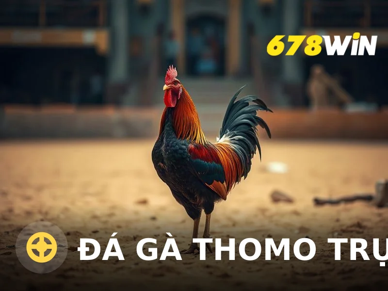 Đá gà Thomo trực tiếp: Hướng dẫn chơi an toàn và hiệu quả tại 678win