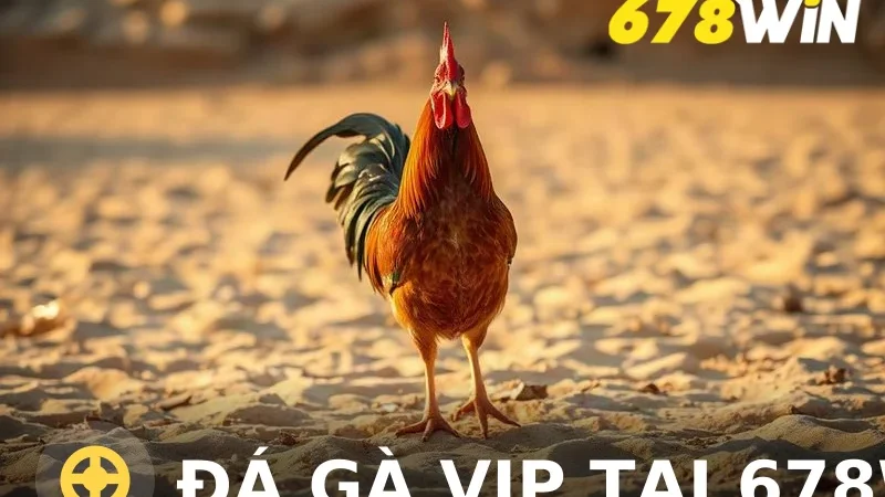 Đá gà VIP tại 678win - Sân Chơi Đẳng Cấp 2026