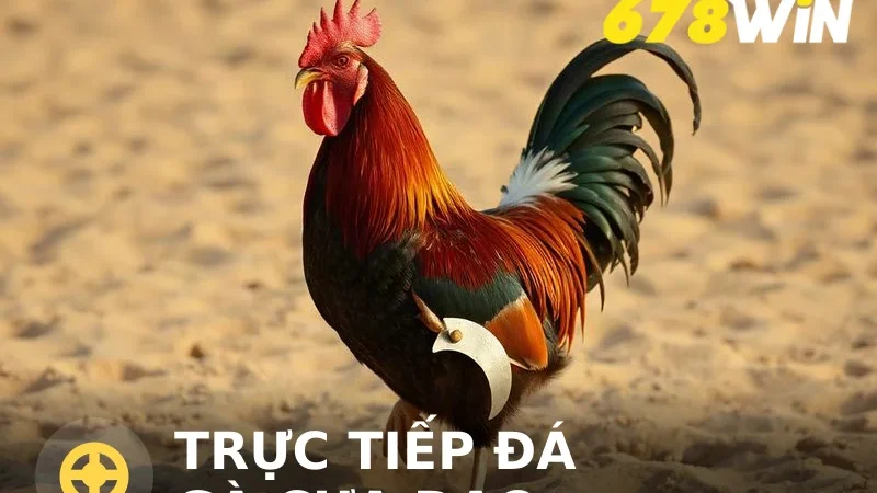 Trực tiếp đá gà cựa dao - Sân chơi số 1 trong giới